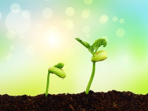 溪田农业生态园土壤改良方案