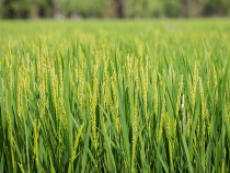 翠京元优质绿色水稻植模式
