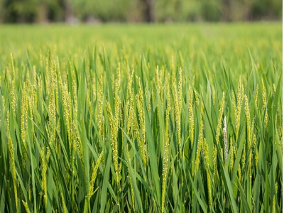 翠京元优质绿色水稻植模式
